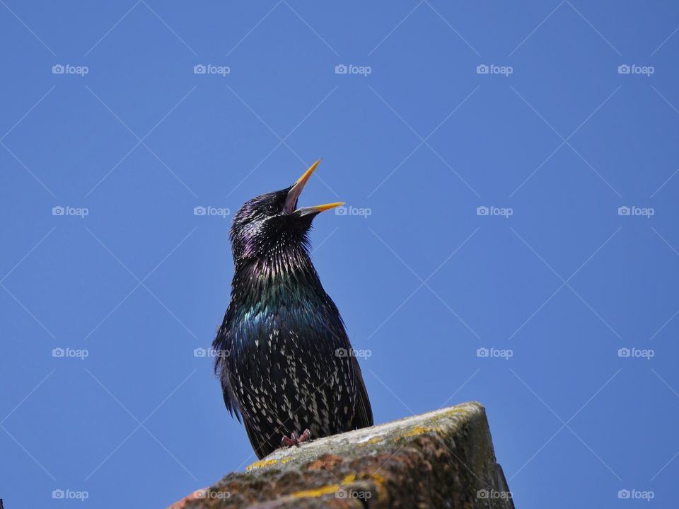 Singing common starling against sky