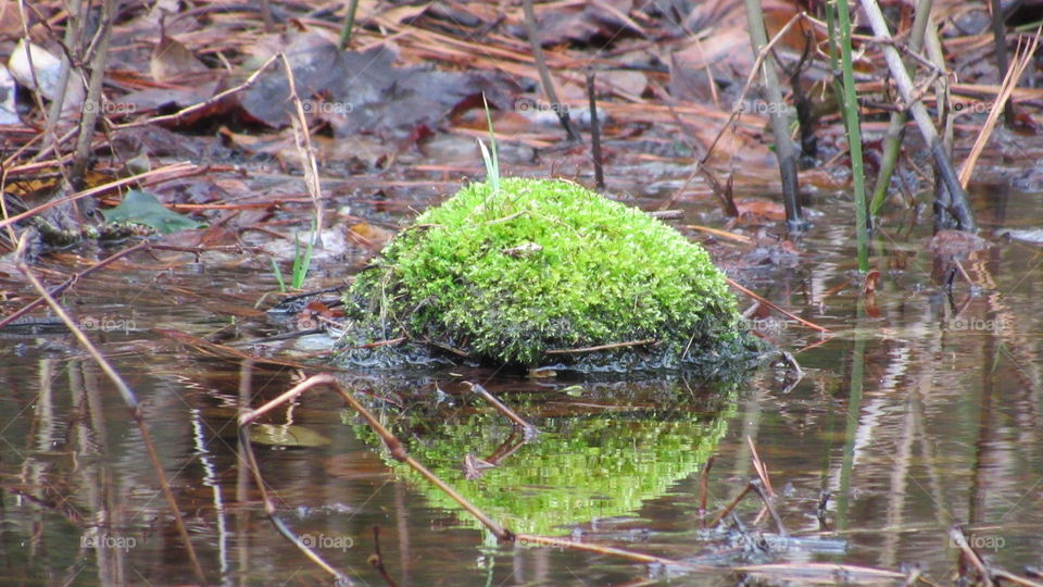 Moss growing in water with reflection