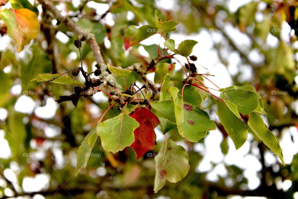 A tree with multicolored leaves showcasing the beauty of foliage. This picture has hues of red, green, and orange.