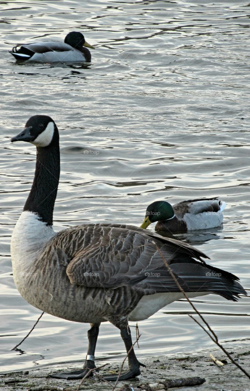 Canada goose by lake and two ducks swimming on the calm water