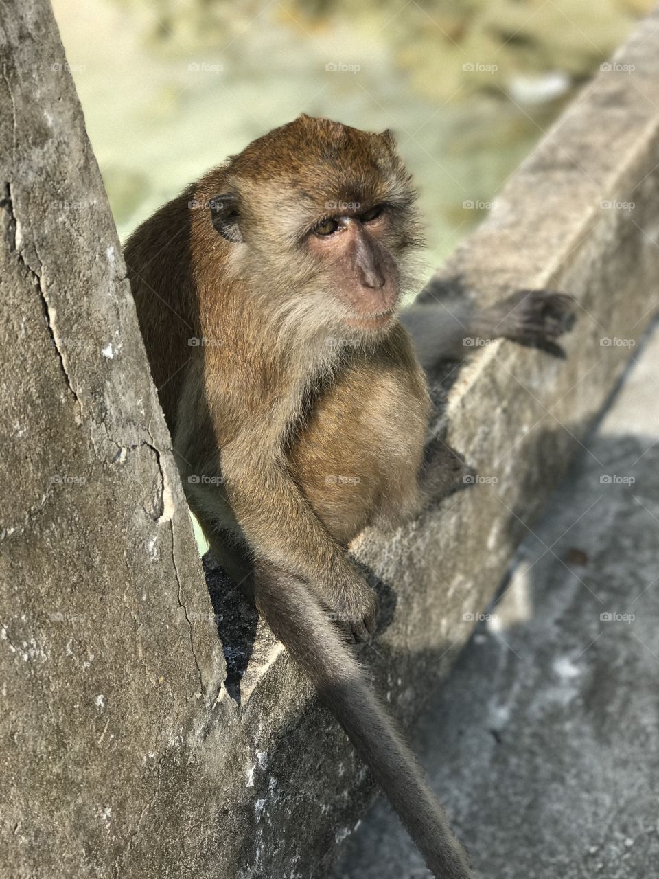 monkey thinking 💭 