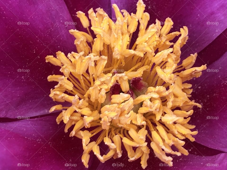A beautiful pink flower