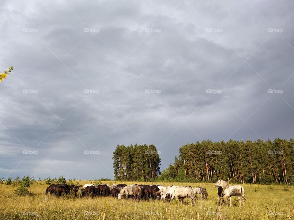 A herd of horses graze on a field against the backdrop of a phuin forest