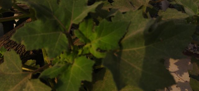 plant around us