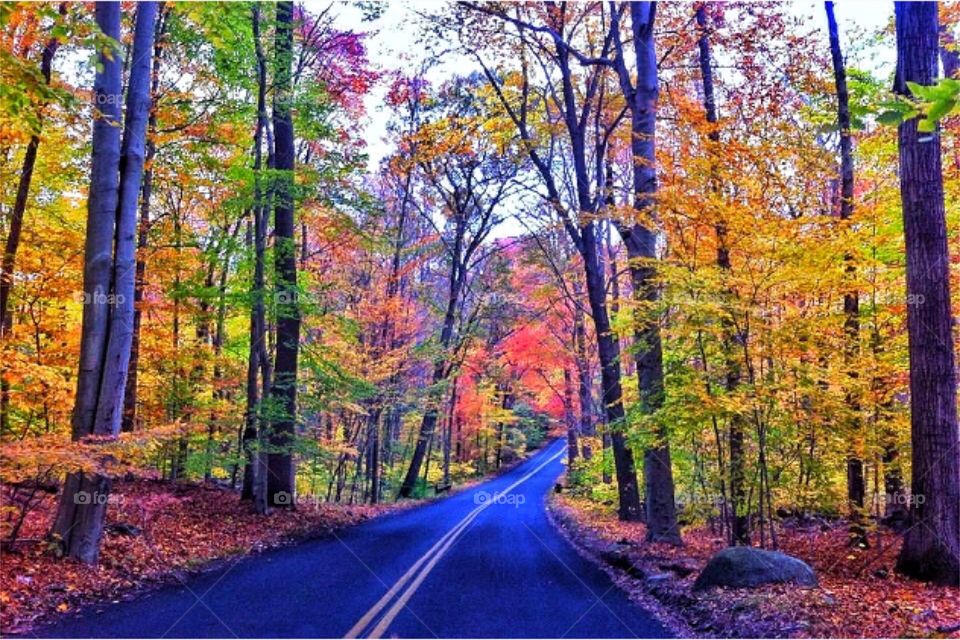 Autumnal walkabout . Fairfield, CT