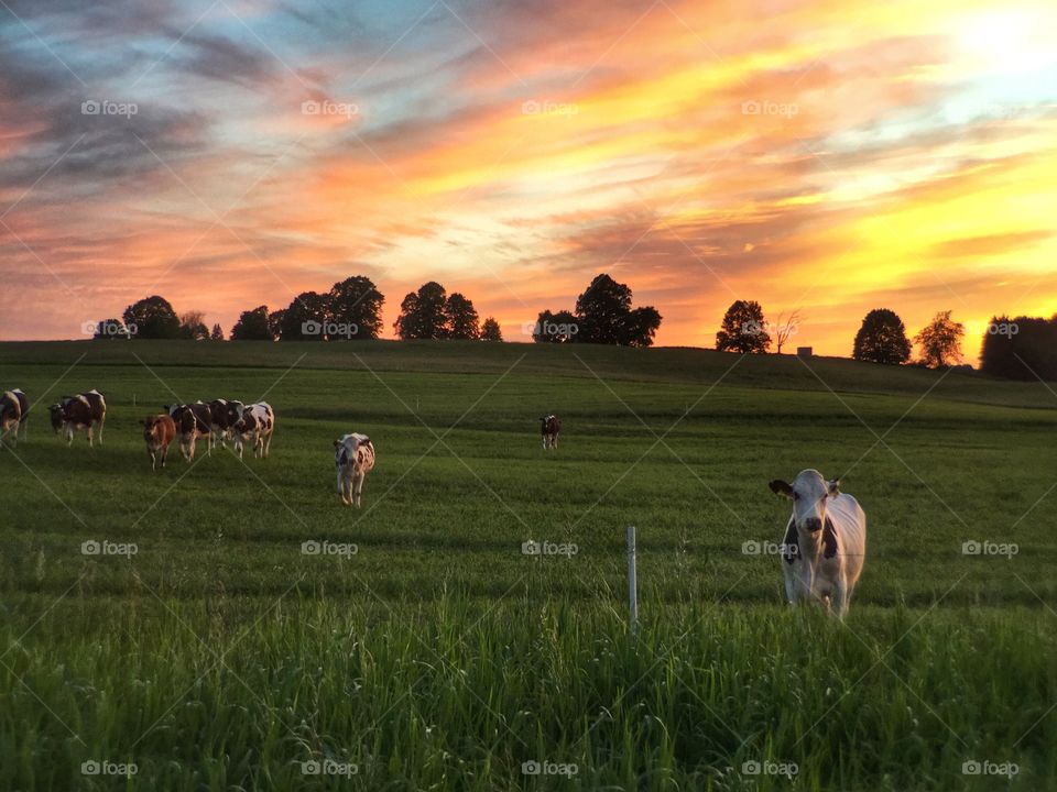 Pasture at Sunset