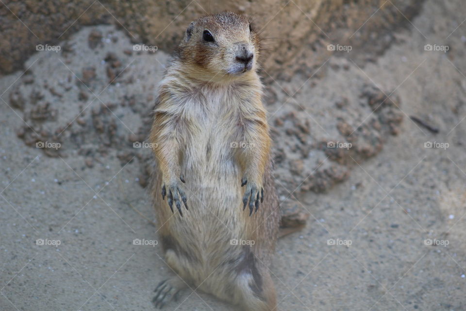 Prairie Dog