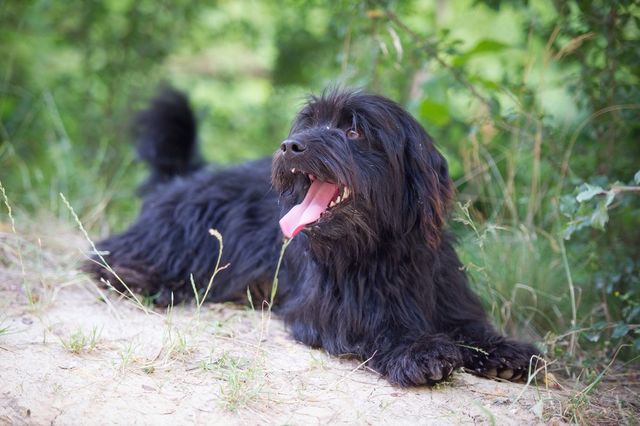 Black dog