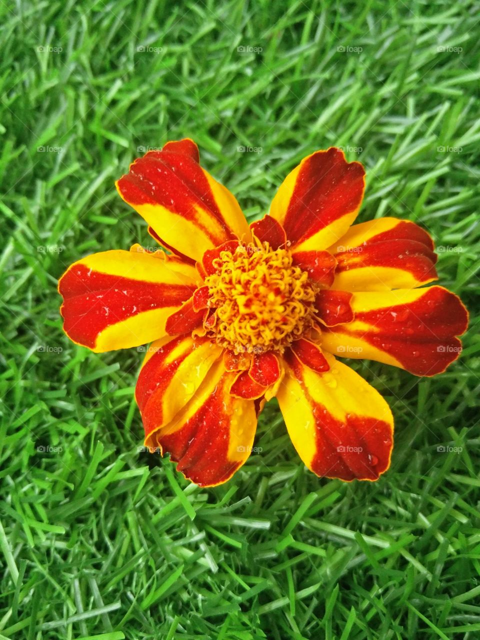 flower lover red blossoming colour 
📸 Muneeb bhat