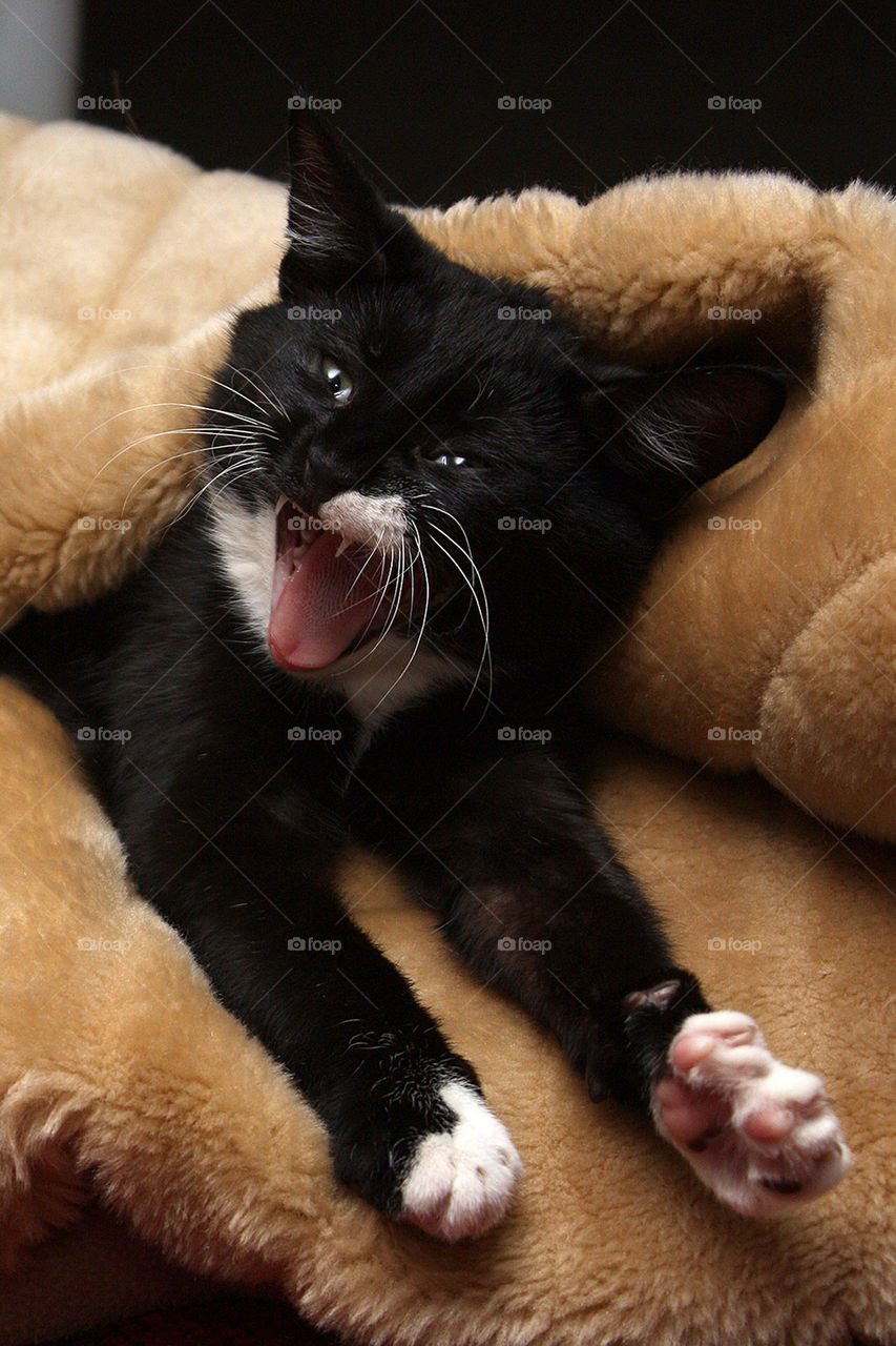 cat cute laughing laugh by dryair