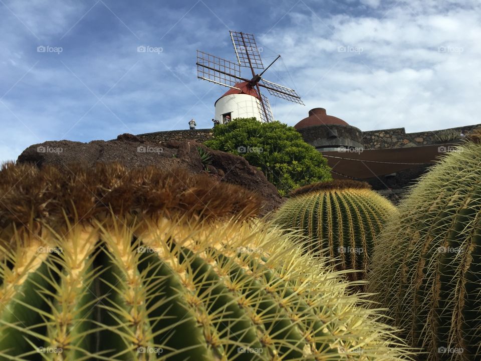 The cactus garden lanzarote