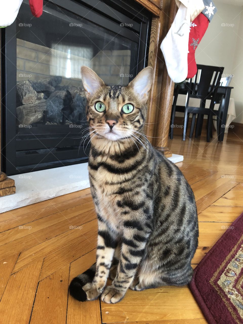 Crick the Bengal looming off in the distance, probably at a squirrel through the window.