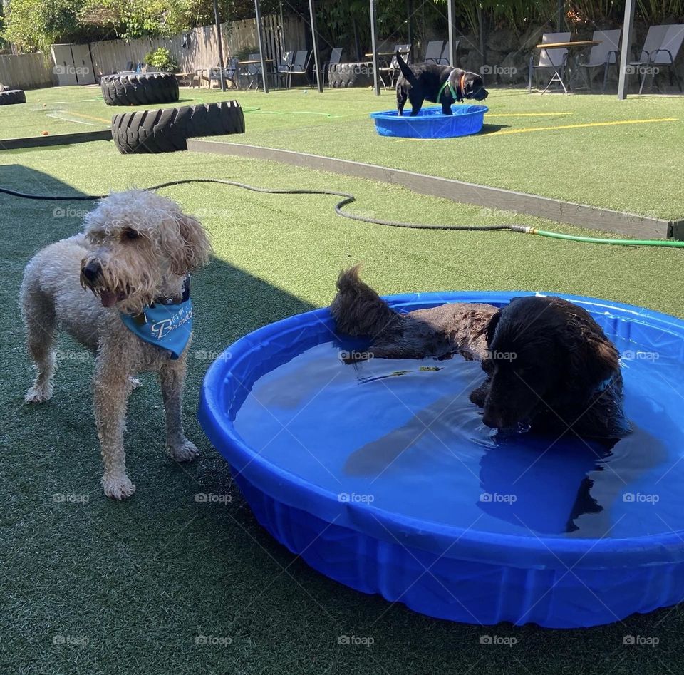 Two dogs cooling off in a pool at the dog park