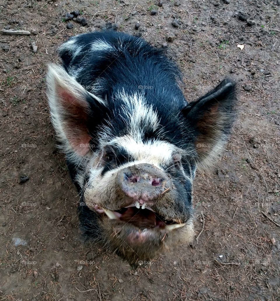 funny wild pig