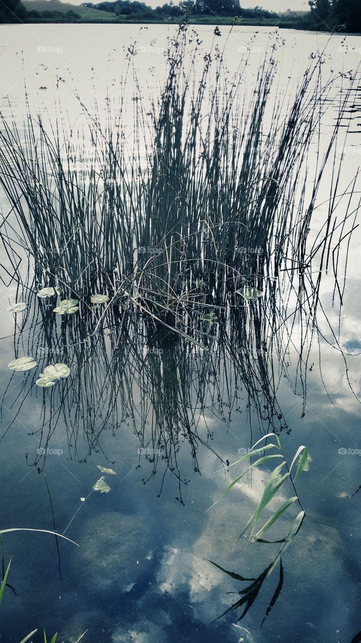 Reflection of plants on the water surface