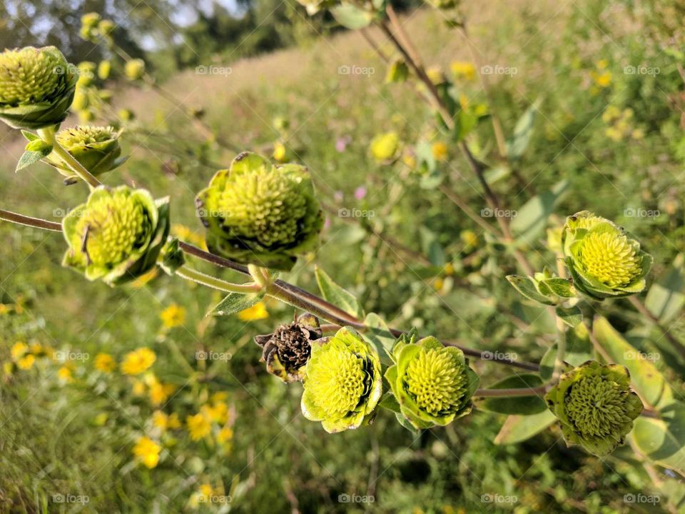 flower pods