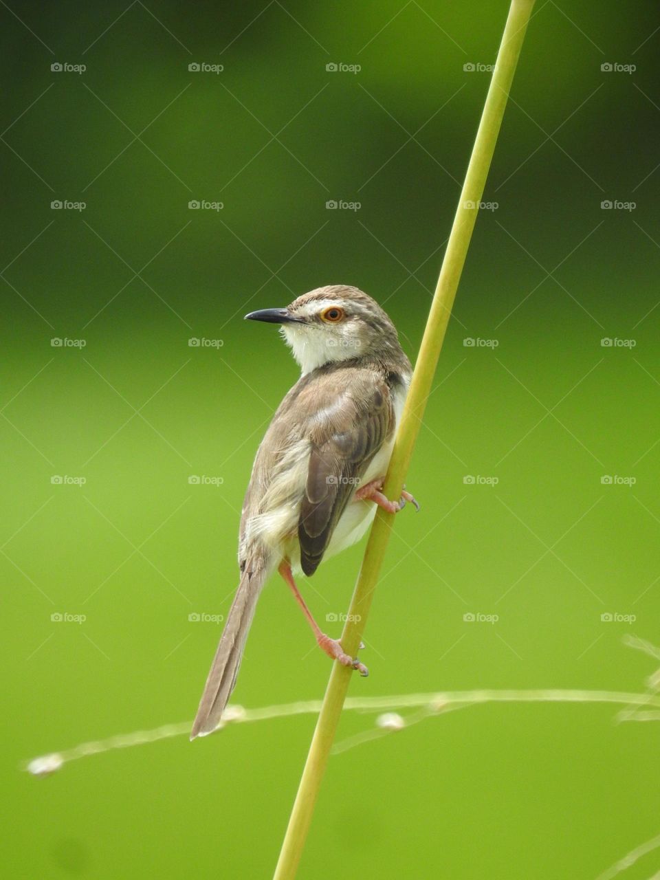 plain prinia