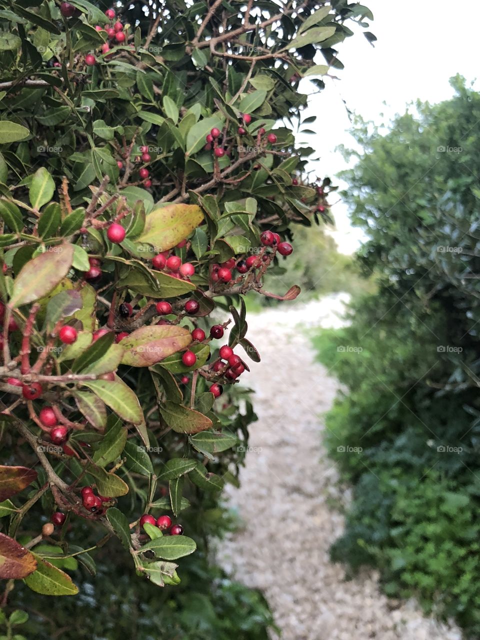 Pathway with poison berries 