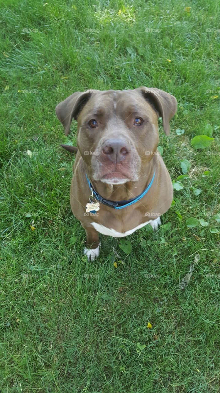 pit bull waiting patiently