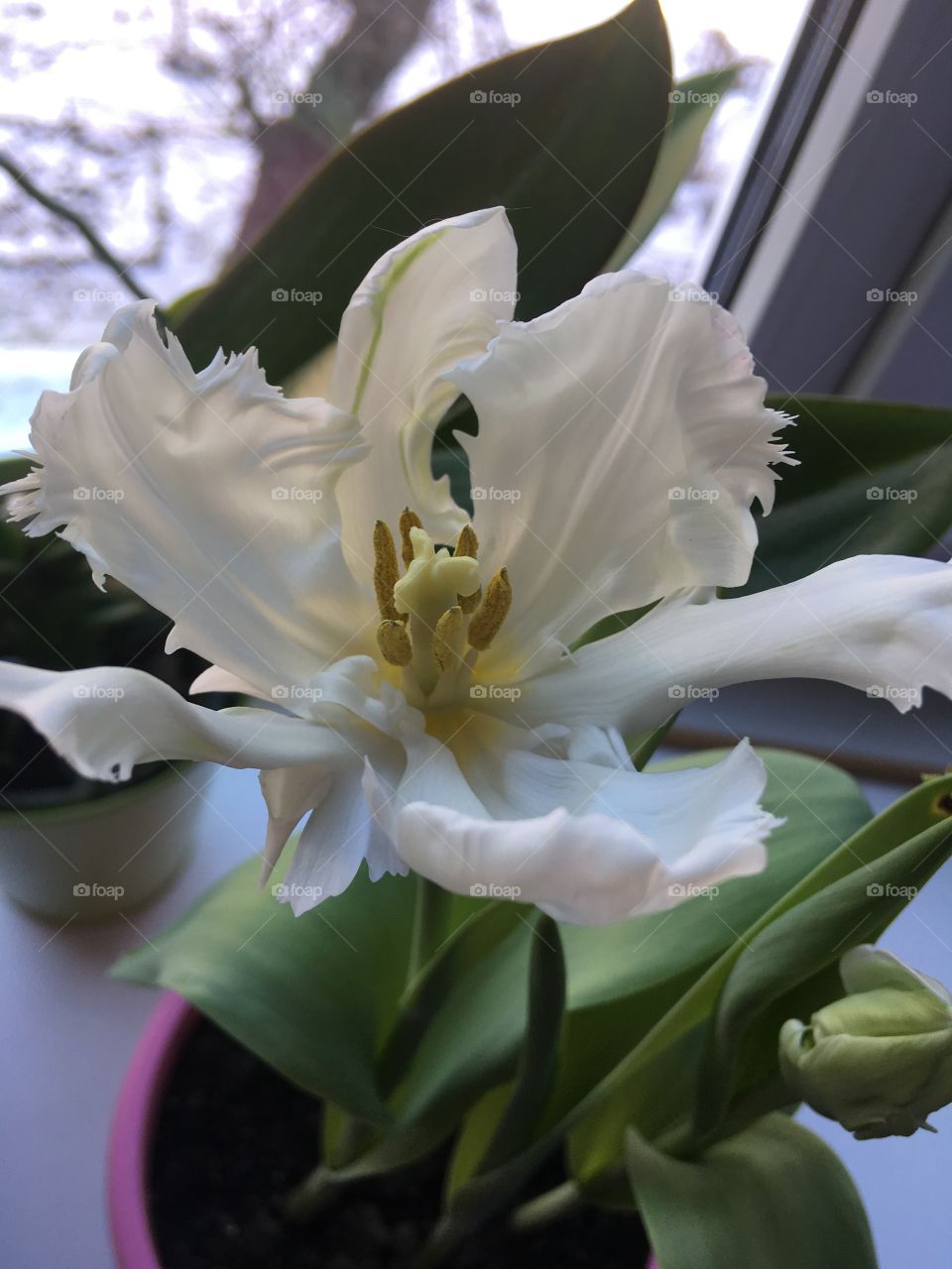 The white tulip is blooming. The white tulip petals and green leaves. White tulip close up. Spring flowers. 