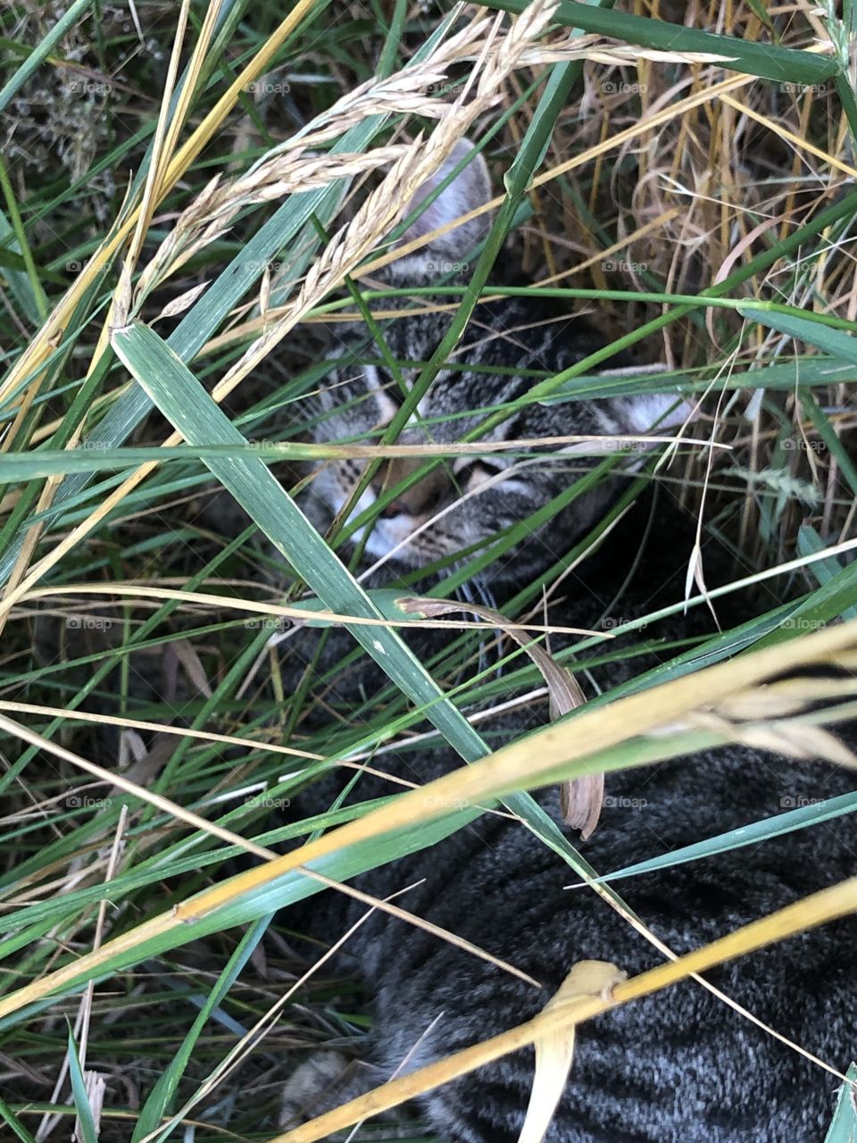 Feral tabby cat sleeping in the grass cooling off on a summer day 