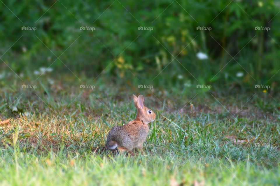 Morning Foraging Rabbit