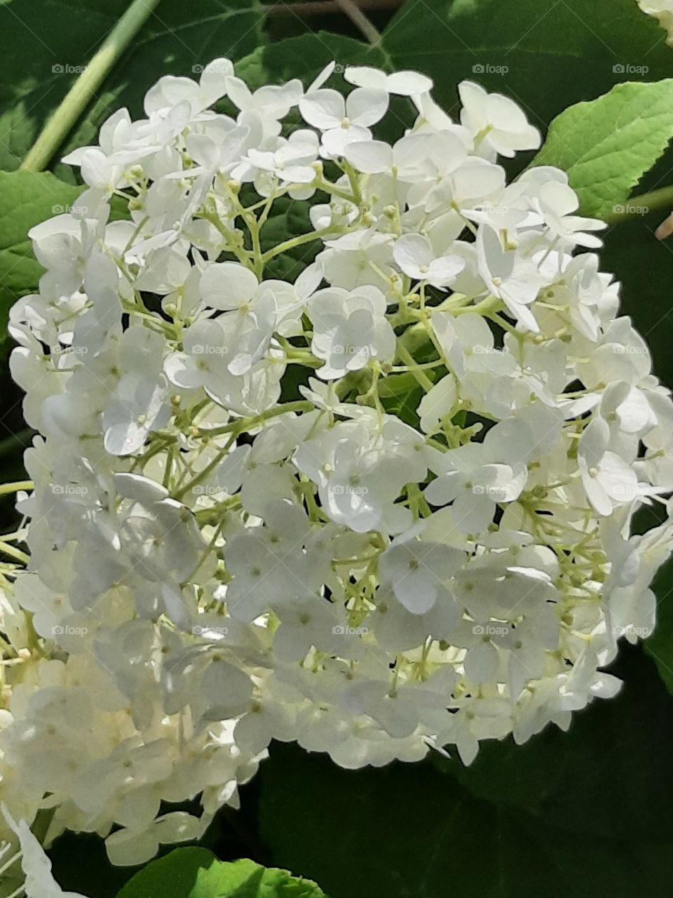 lace of white hydrangea  flowers in sunshine