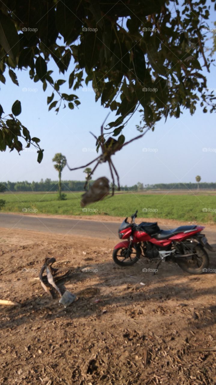 the big spider in next lovely scenes