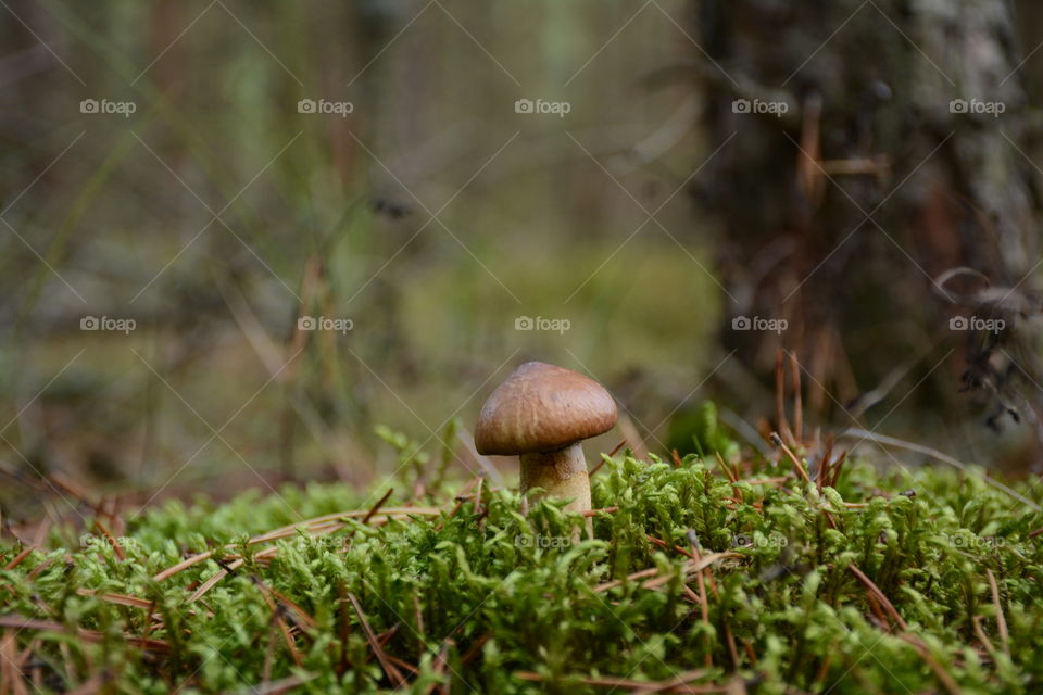 Close-up of mushroom in the forest