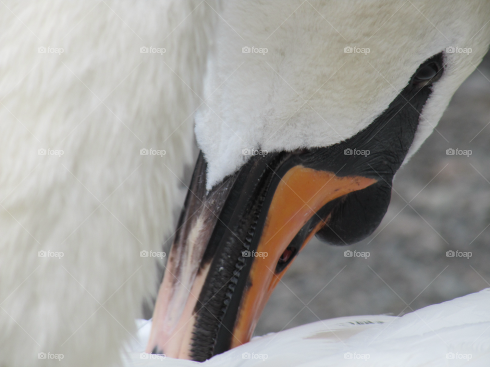 pretty swan bird duck by Danni