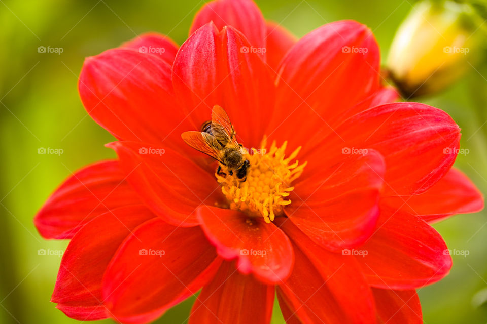 red spring flower and bee