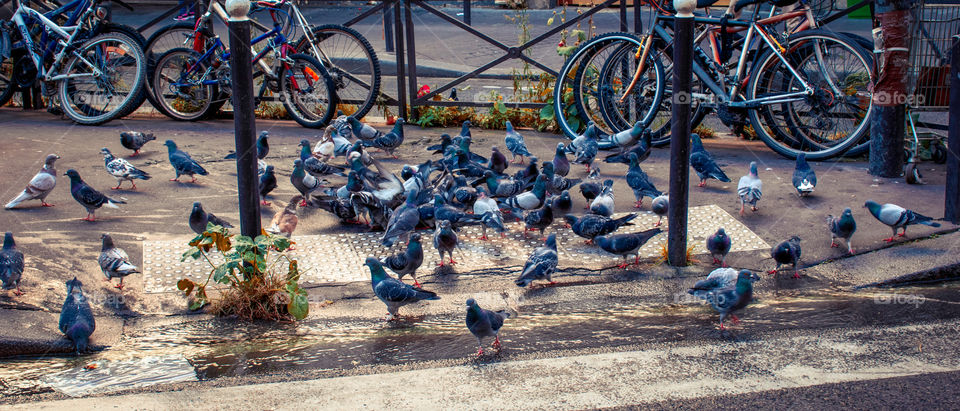 Pigeons