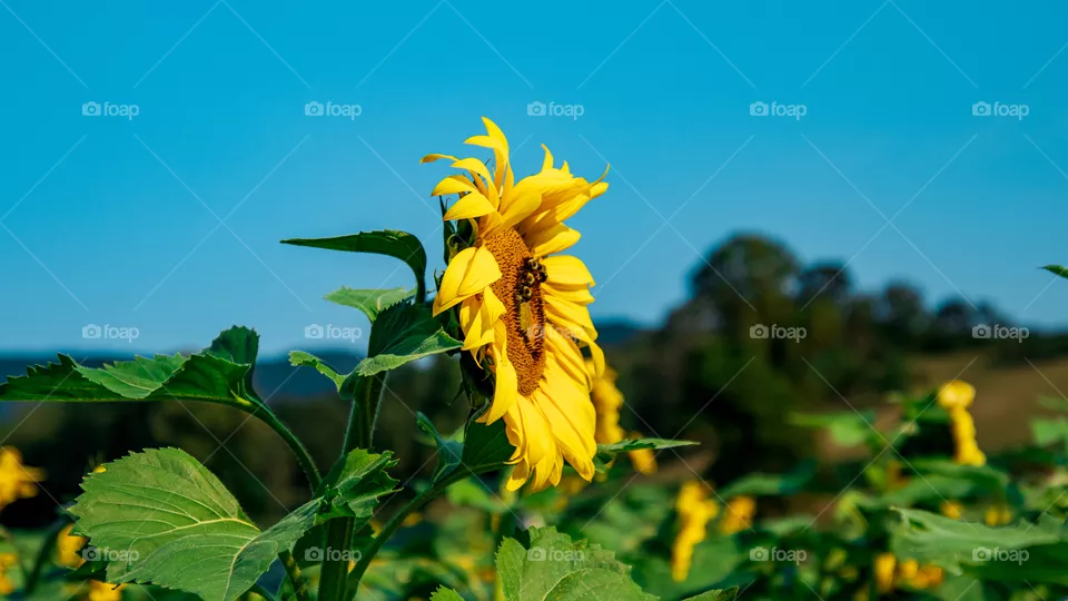 Bee on a sunflower in a field