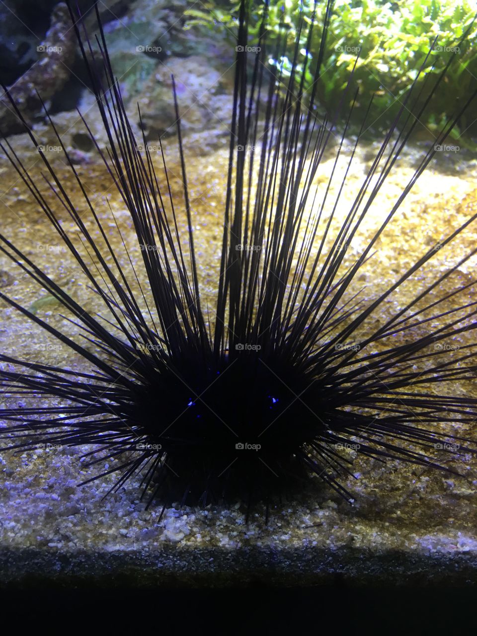 Sea Urchin with glowing eyes. Or is it an alien?