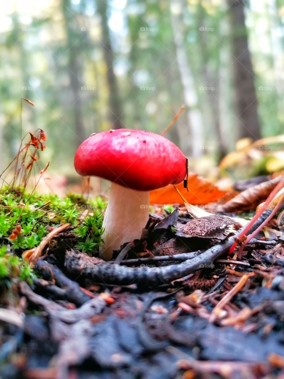 On a day trip in the Finnish forest in September. 🇫🇮🍁🍂