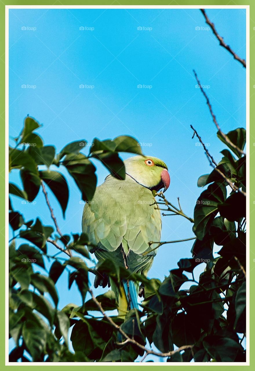 Bird photography - Parrot scouting the area 