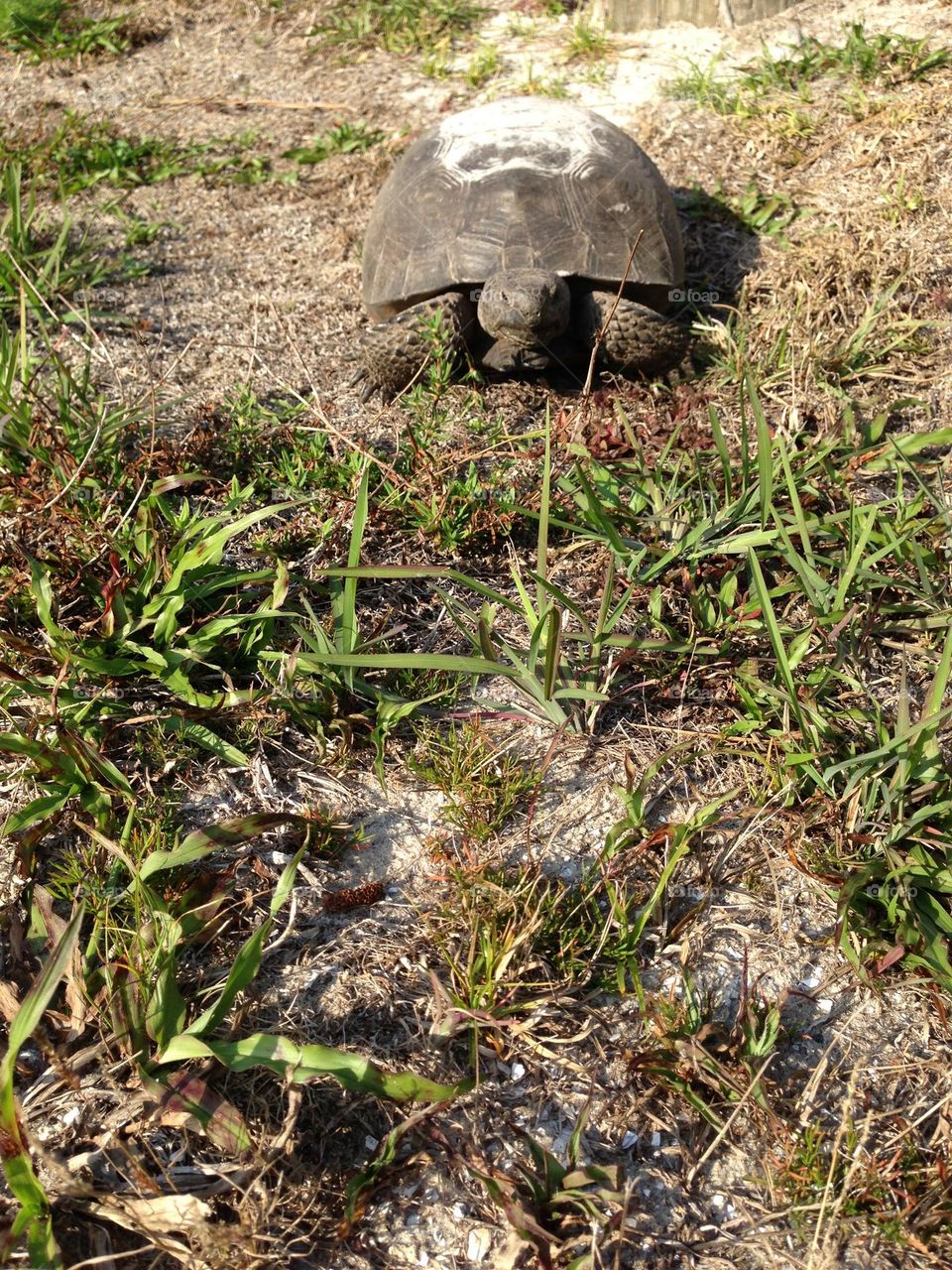 Gopher tortoise on a summer day.