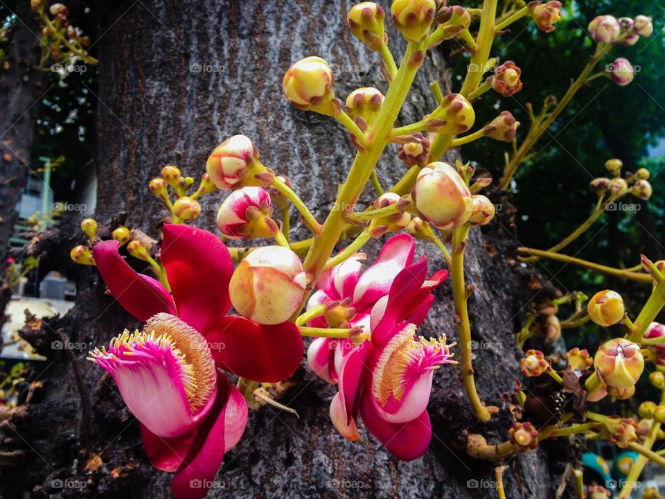 Flowers on the tree