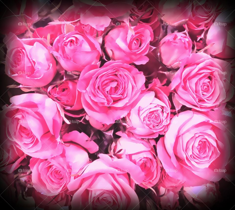 Pink Roses
