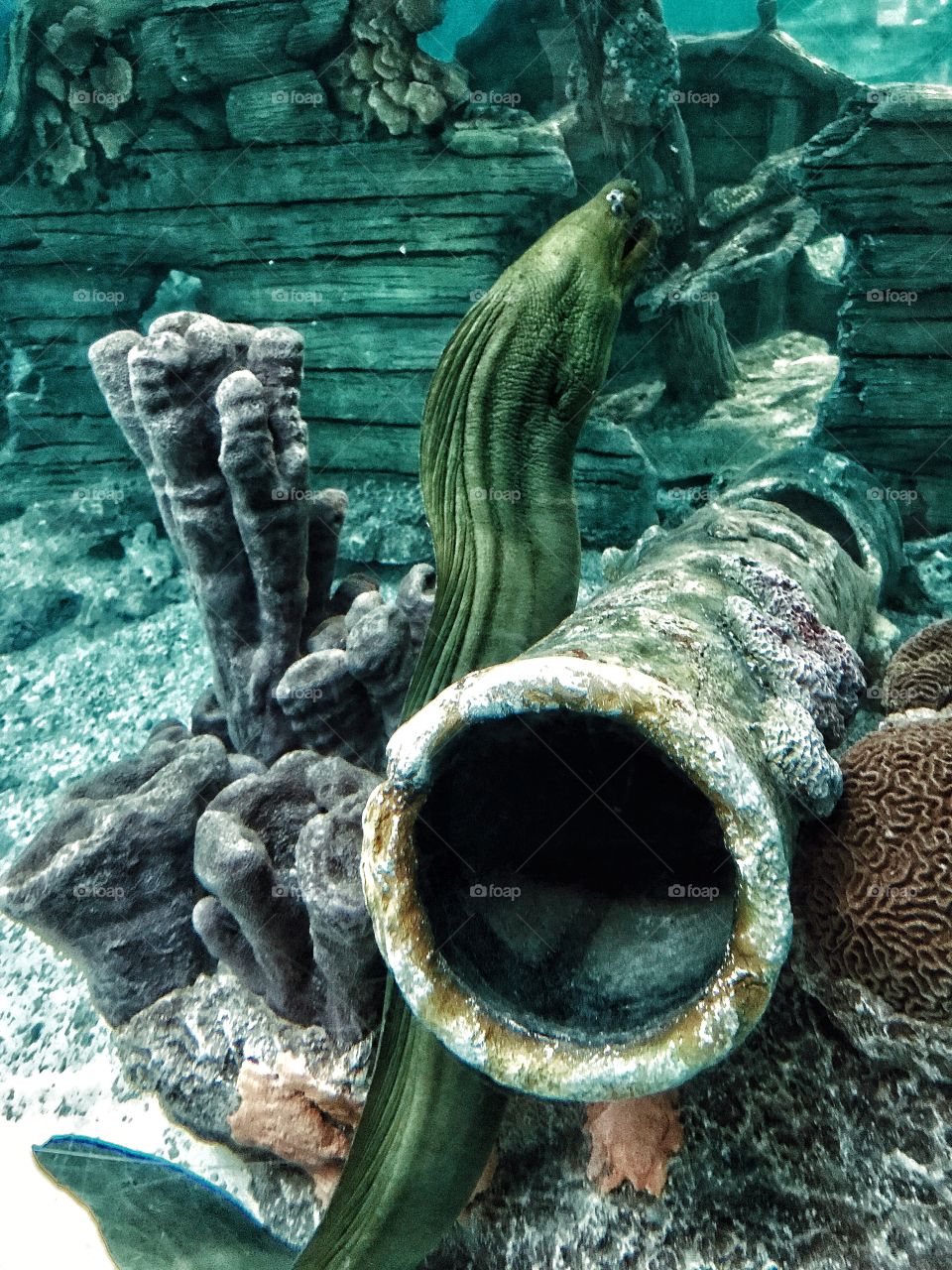 Eel around a sunken ship 