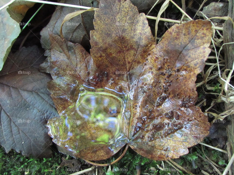 puddle in a leaf