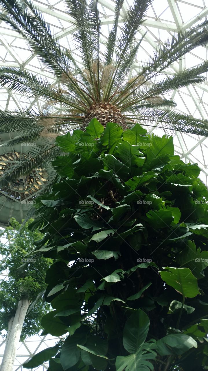 Tall tree in  the Tropical Dome at the Mitchell Park Horticultural Conservatory ("The Domes") in Milwaukee, Wisconsin