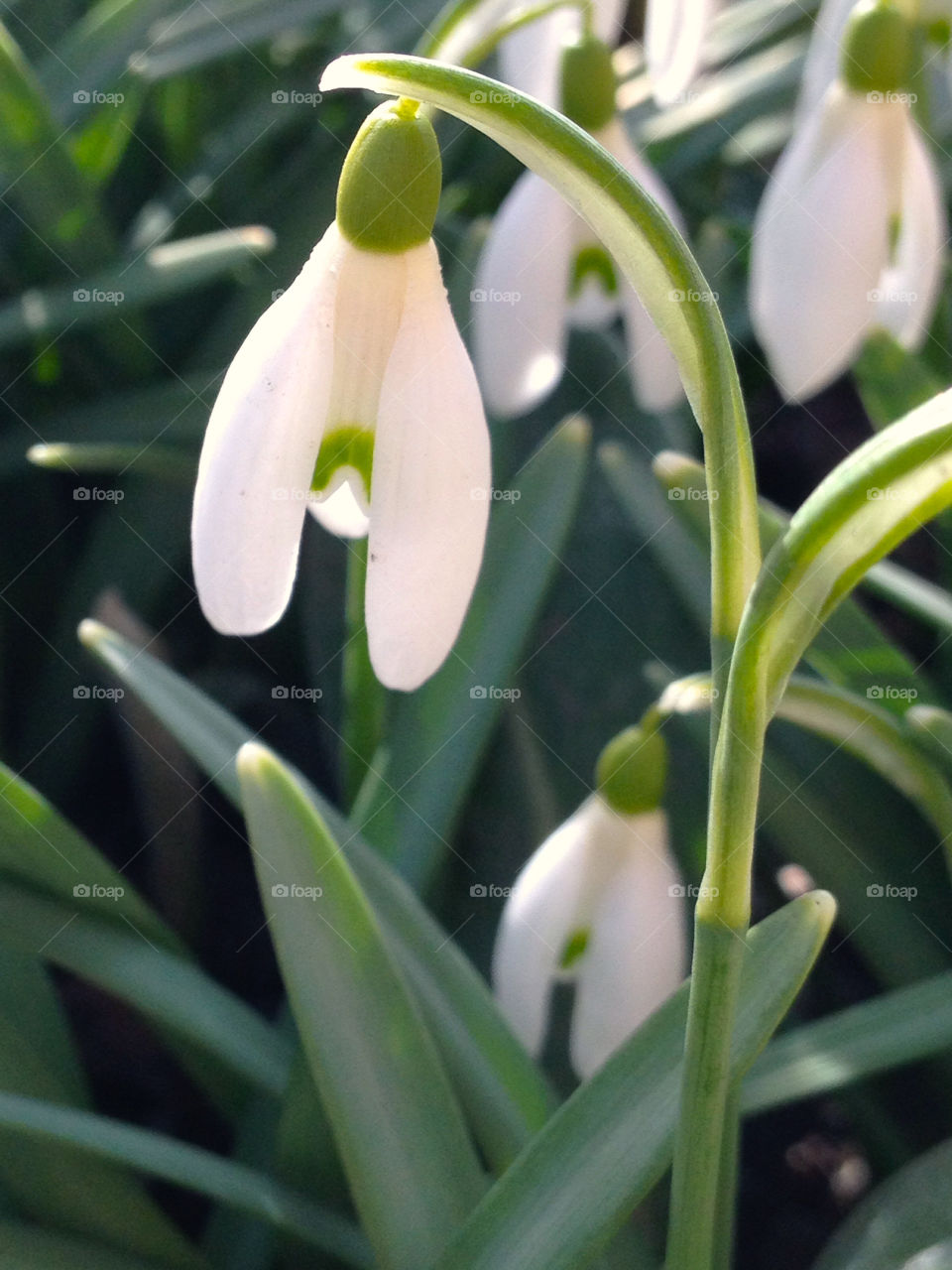 White flower growing on feild