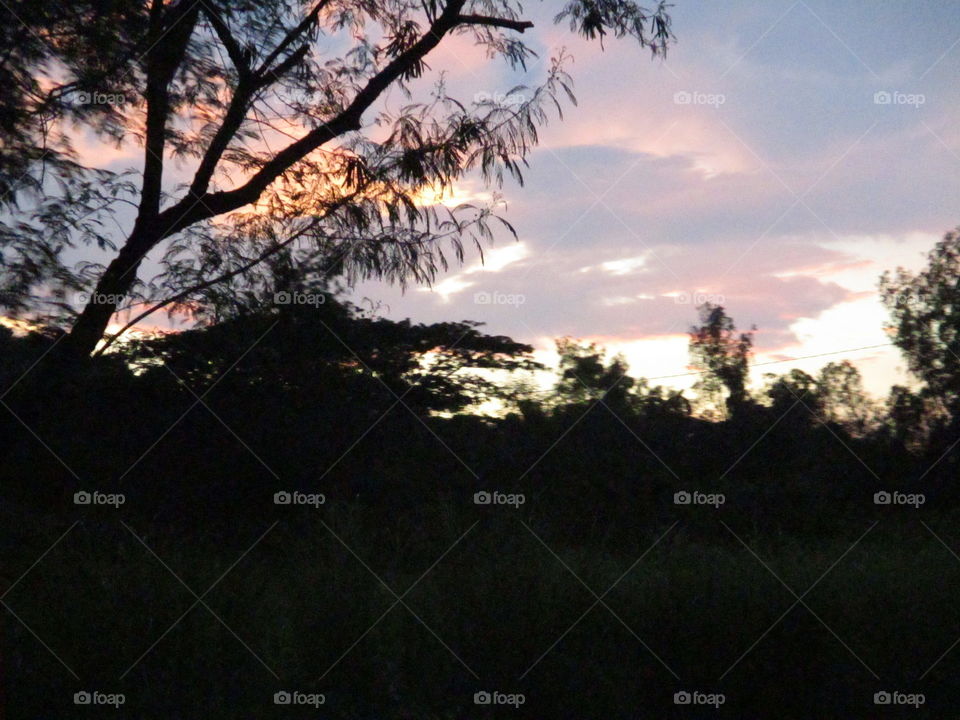 sunset on tree