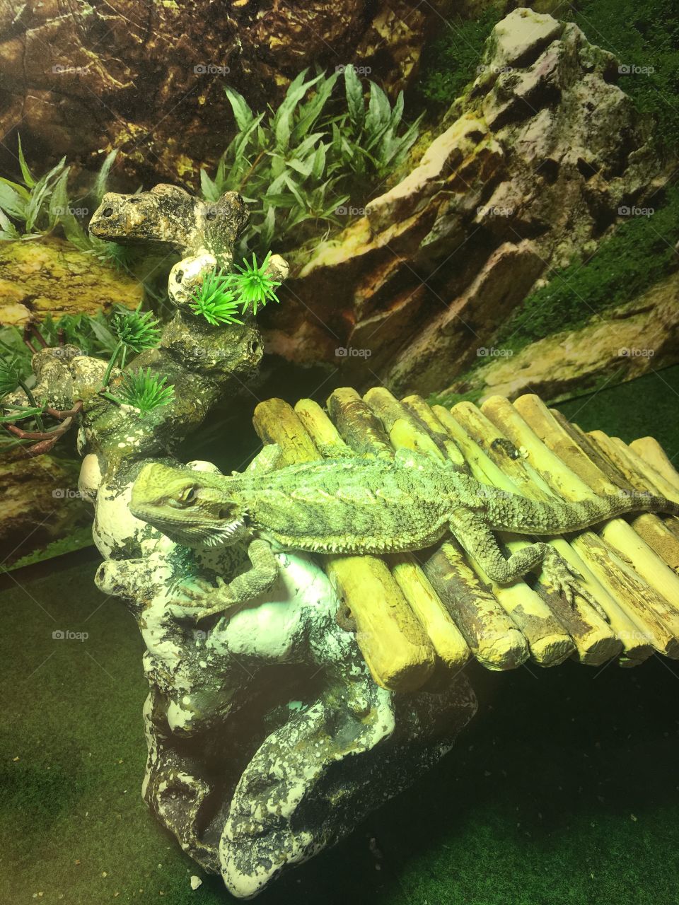 Bearded dragon at the pet store