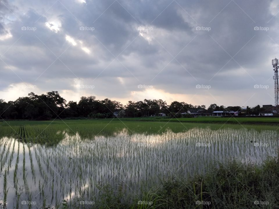 Rice field