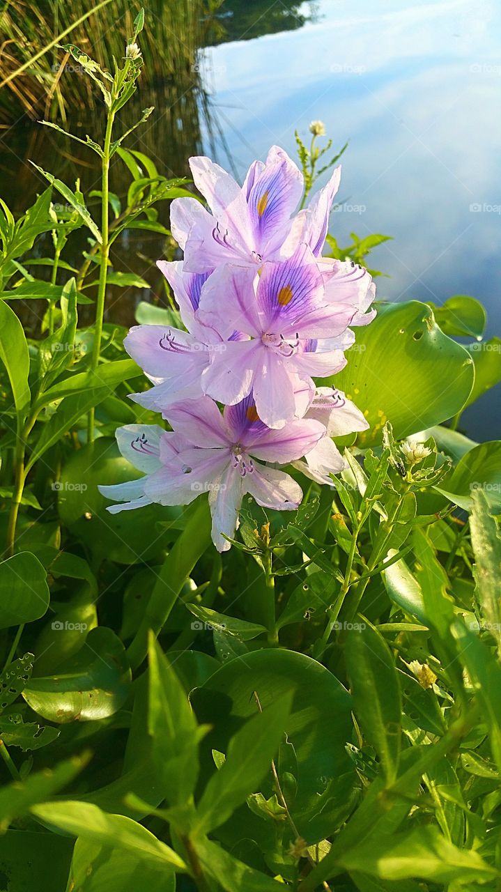 purple water lily in water