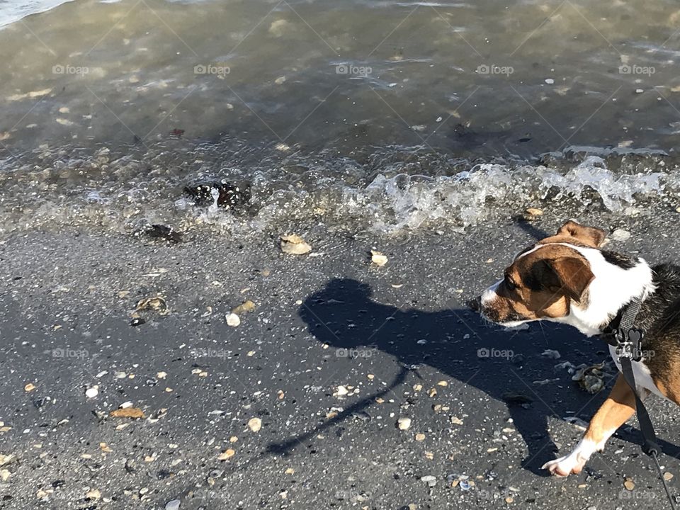 A pup, her shadow and sea shells