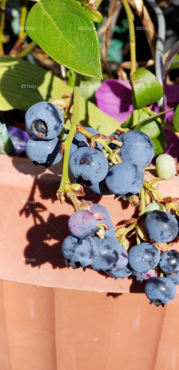 blueberry cluster