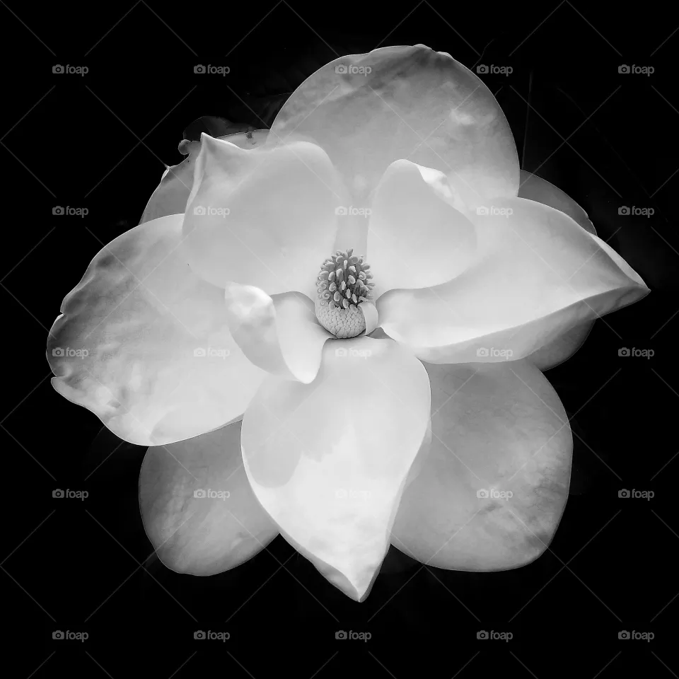 Magnolia